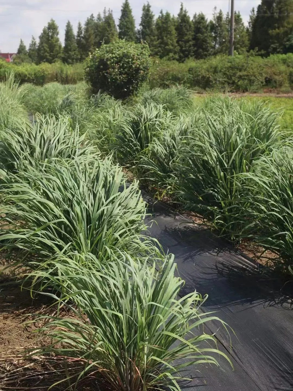 Botanical Field