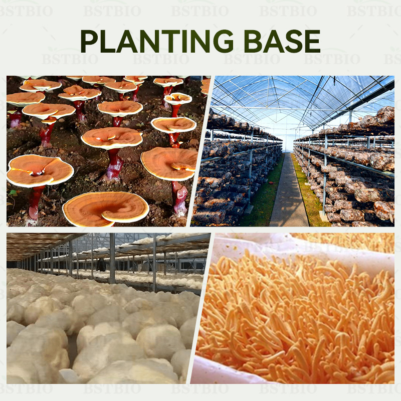 Organic Mushroom Cultivation Base