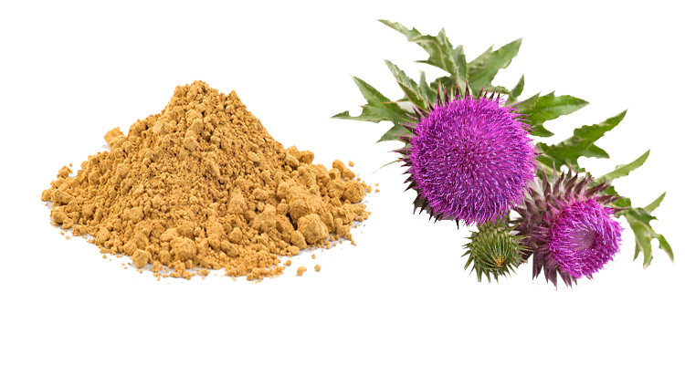 RUIWO PHYTOCHEM Herbal Bulk Milk Thistle Extract Powder Silymarin 98% Food Grade HPLC