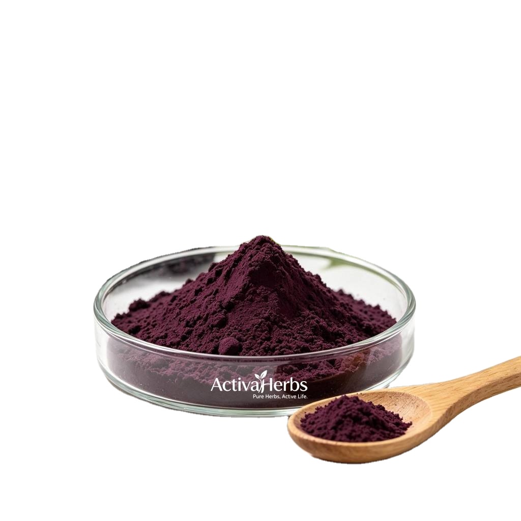 Natural Elderberry Extract Powder 25% Anthocyanins Sambucus Nigra L Solvent Extraction Drum Health Food Grade for Immune Support