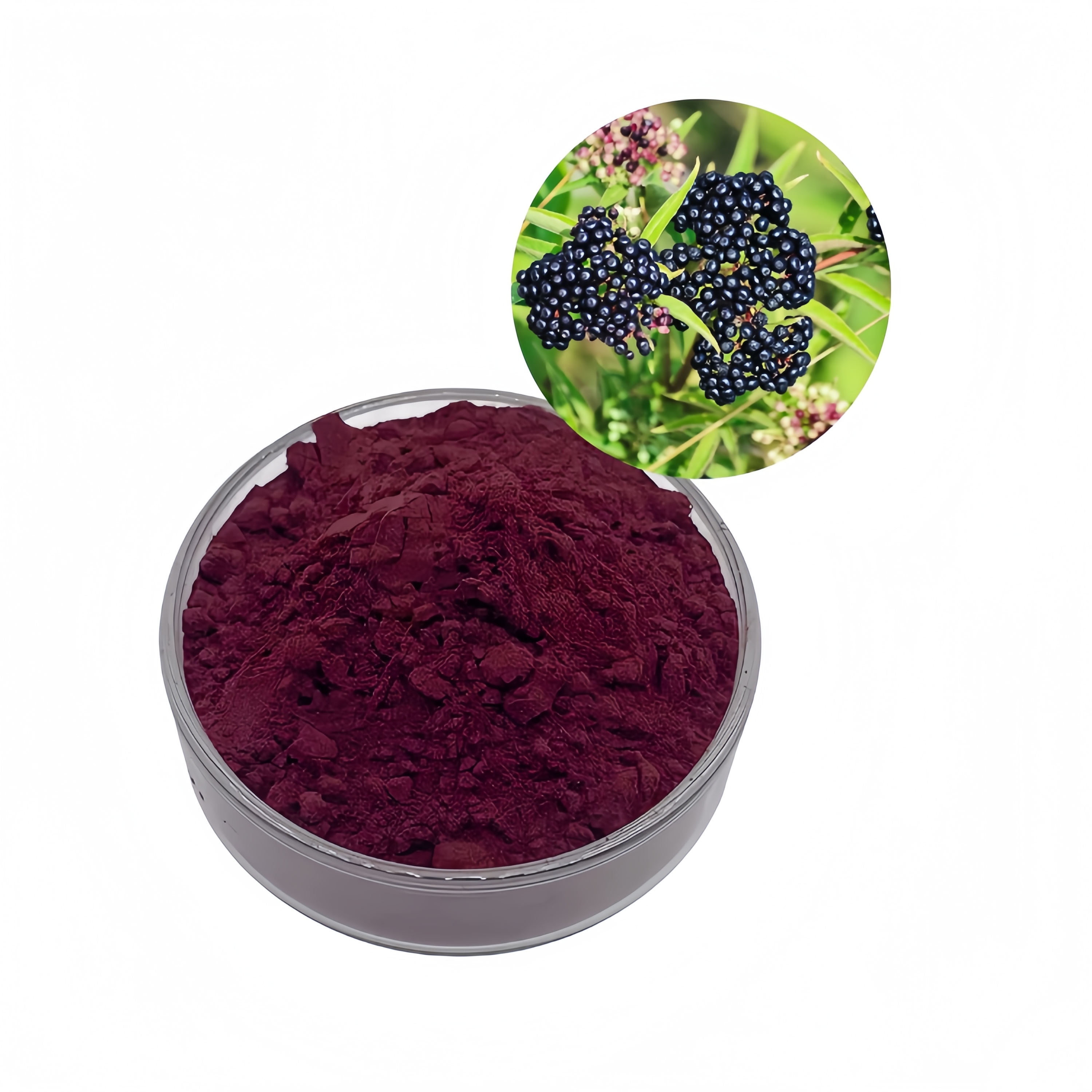 Food Grade Natural Color Sambucus Nigra Elderberry Extract Powder 10:1 for Functional Beverages