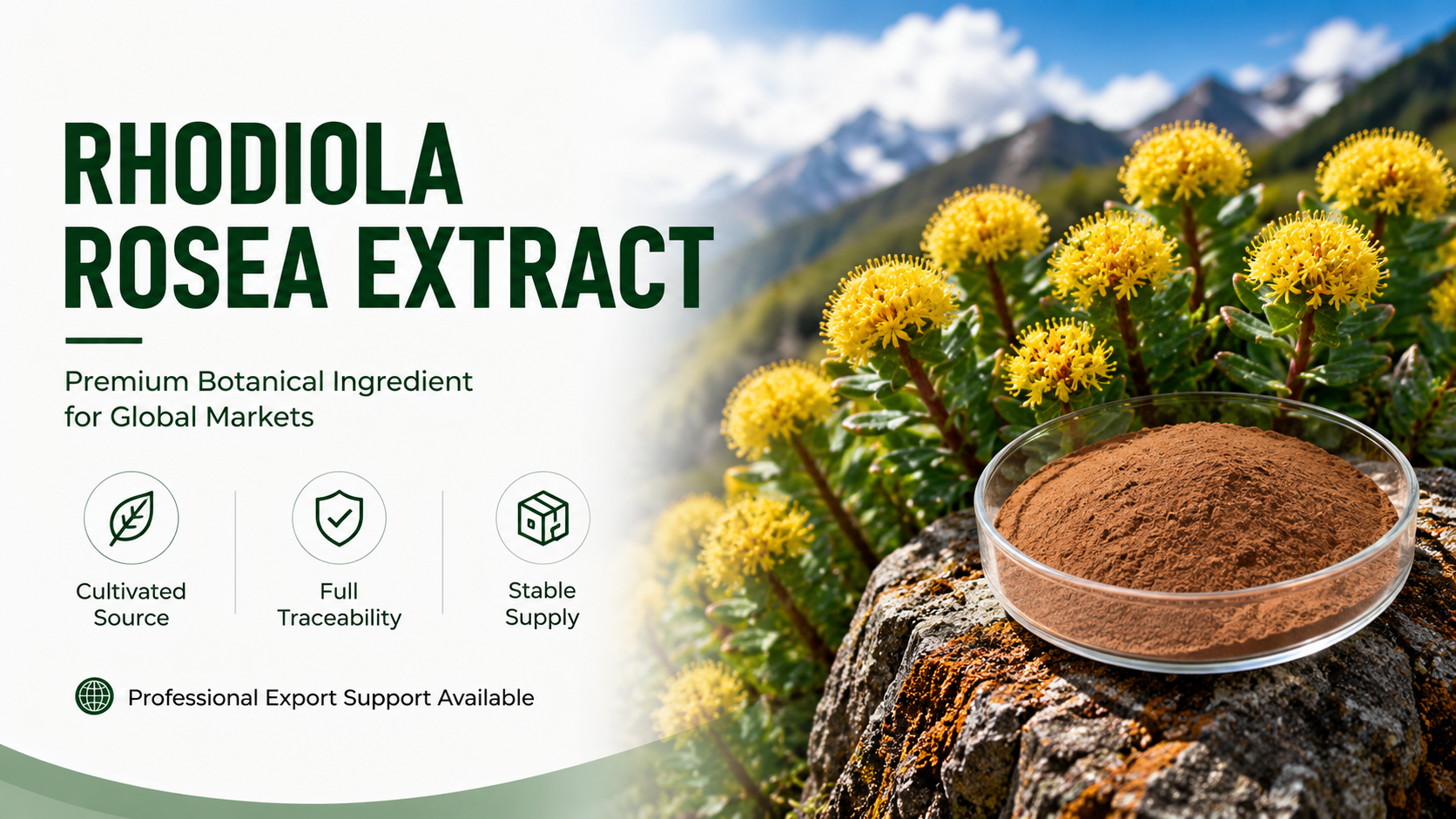Rhodiola Rosea Extract Banner