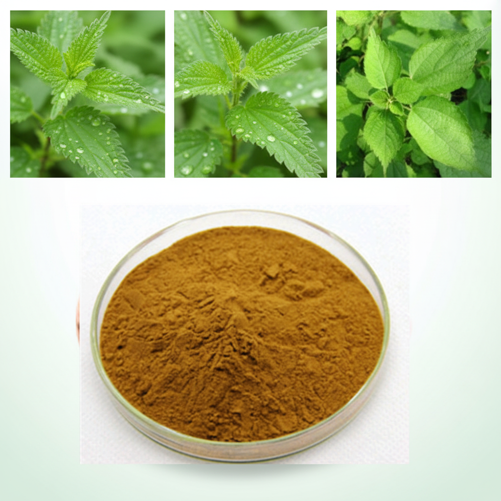 Herbal Nettle Leaf Extract Powder 20:1 10:1 Water Soluble Vacuum Packed Drum HPLC Certified for Food Supplement