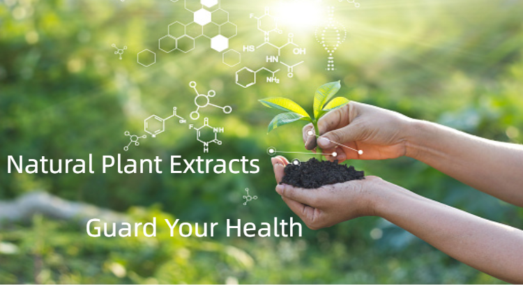 Rhodiola Rosea Extract Powder Supplement