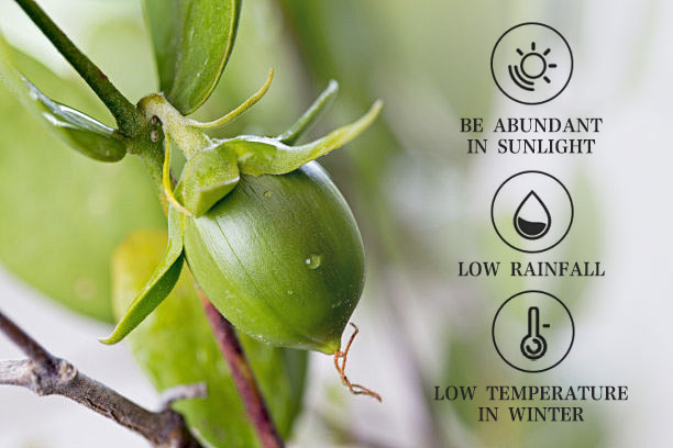 High Quality Raw Materials