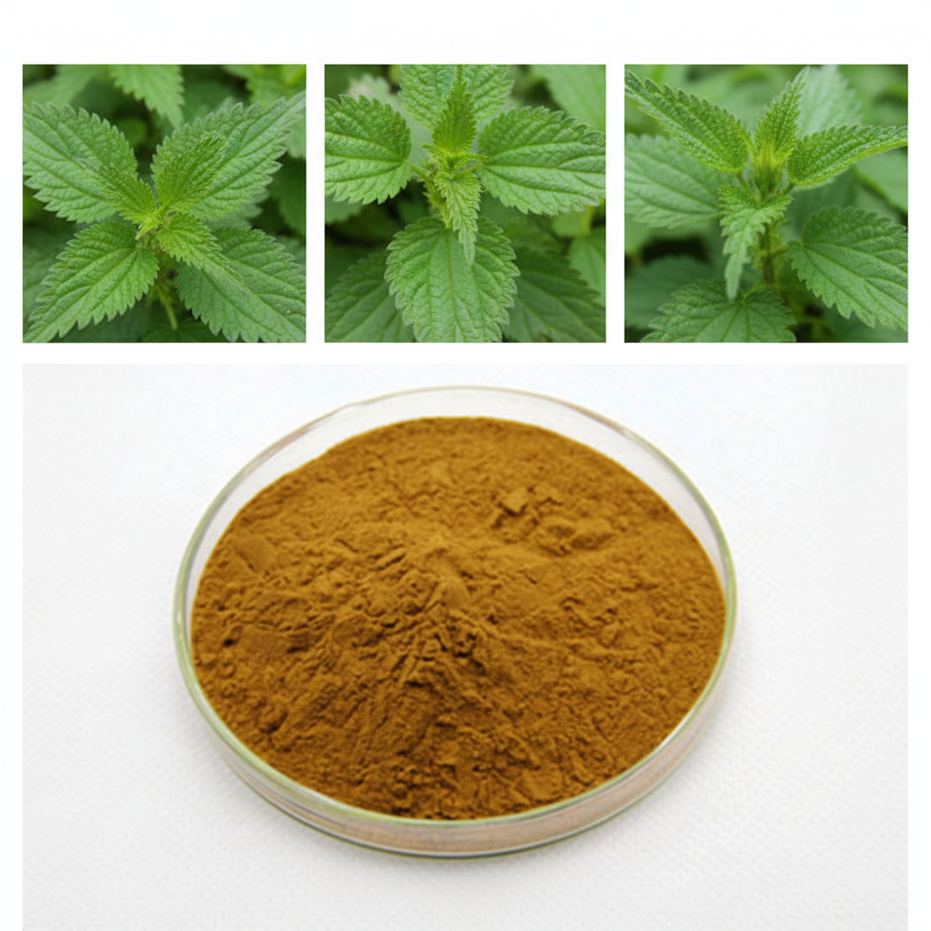 Herbal Nettle Leaf Extract Powder 20:1 10:1 Water Soluble Vacuum Packed Drum HPLC Certified for Food Supplement