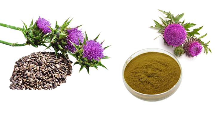 RUIWO PHYTOCHEM Herbal Bulk Milk Thistle Extract Powder Silymarin 98% Food Grade HPLC