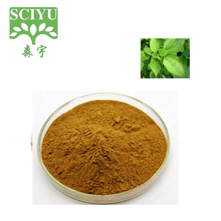 Herbal Nettle Leaf Extract Powder 20:1 10:1 Water Soluble Vacuum Packed Drum HPLC Certified for Food Supplement