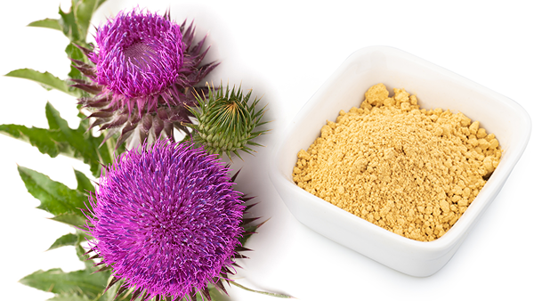 Ruiwo Phytochem Bulk Milk Thistle Extract 10:1 (80% Silymarin) Powder Health Food Grade ISO 22000 HACCP Certified Tested 1kg