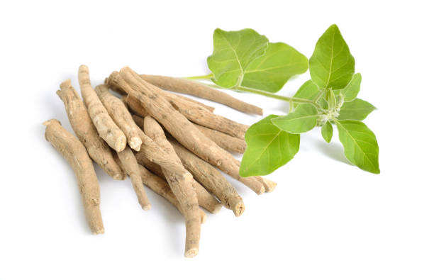 Whole Plant Bulk Best Price Dried Cordyceps Sinensis Extract Capsule Cordyceps Powder Extract
